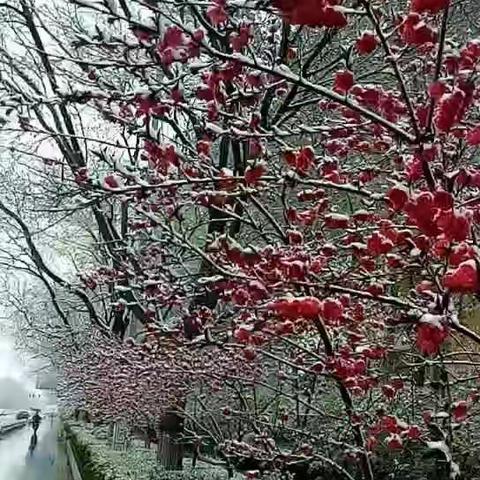 雪中别样红