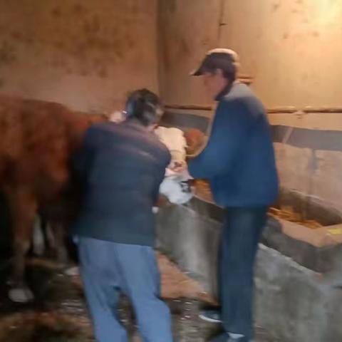 温河村：强化春季畜牧防疫 筑牢畜牧安全“防护网”