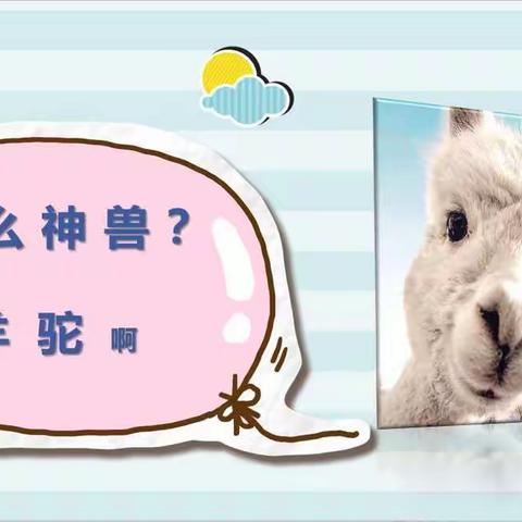 【五一路小学班级多元课程】浑身是宝的小羊驼-“萌宠驾到”～～二年二班家长进课堂