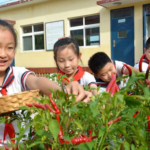 “回归自然，乐享秋收”——缪庄小学劳动社团收获节活动记录