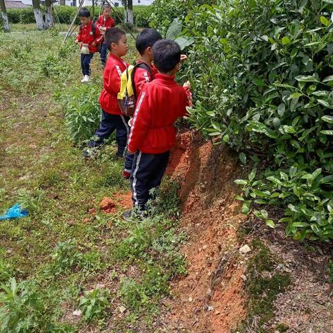 天一幼儿园大二班采摘茶叶活动。