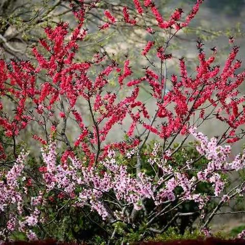 桃花依旧笑春风