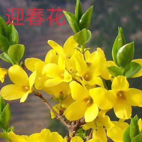 霜雁闲吟《二十四节气花》