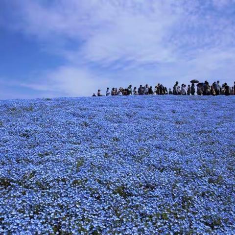 蓝色的花 蓝色的海