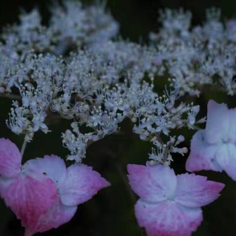 公园里的花儿 紫阳花和菖蒲花