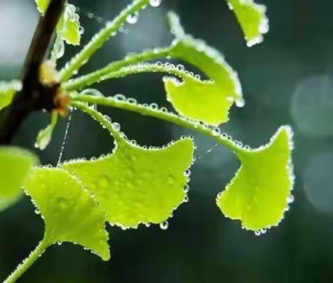 鸟弄桐花日，鱼翻谷雨萍——郝村学区郝村小学综合实践活动二十四节气之谷雨