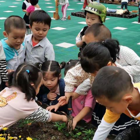 种植记——萝卜