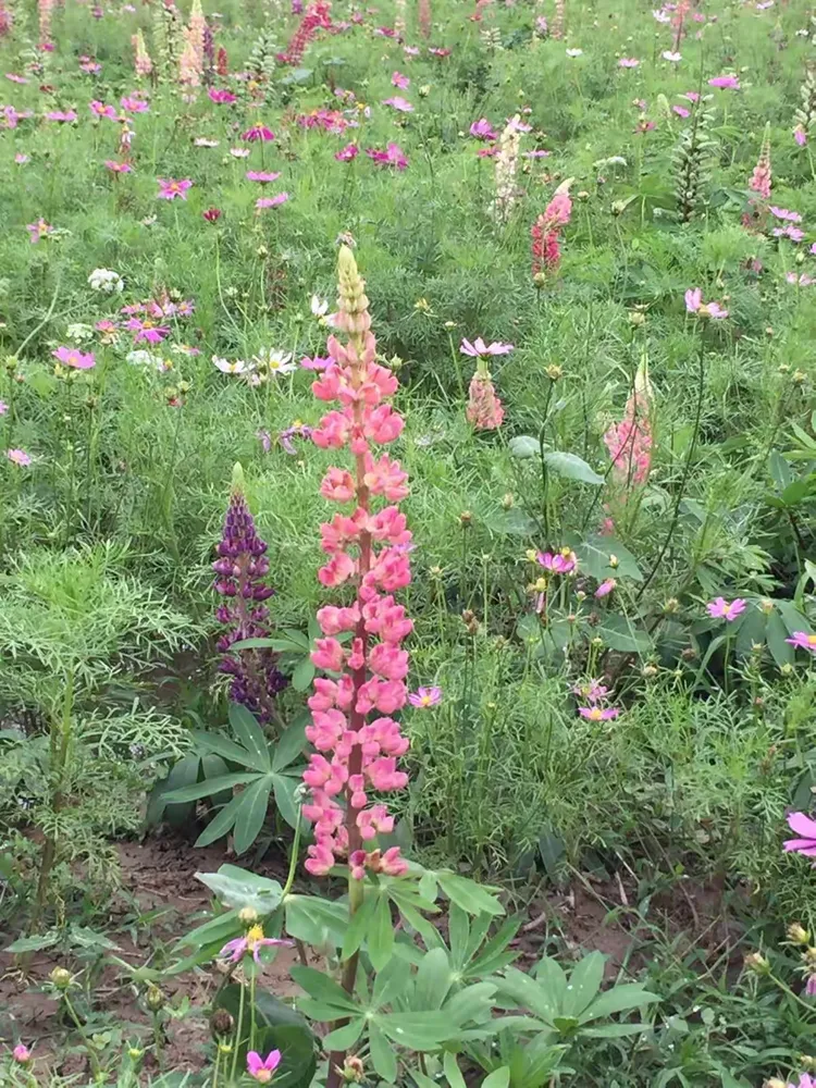 幸运花海吴家湾