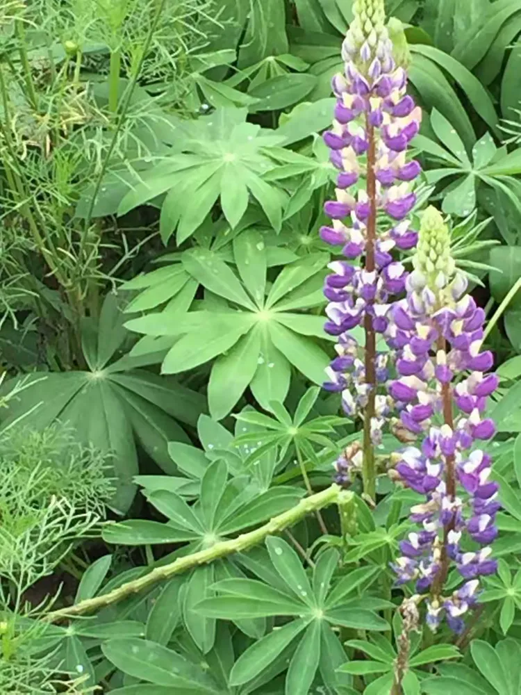 幸运花海吴家湾