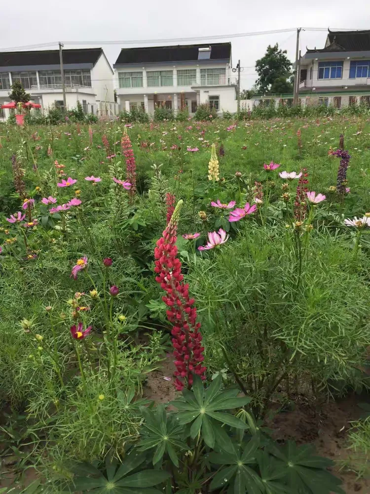 幸运花海吴家湾