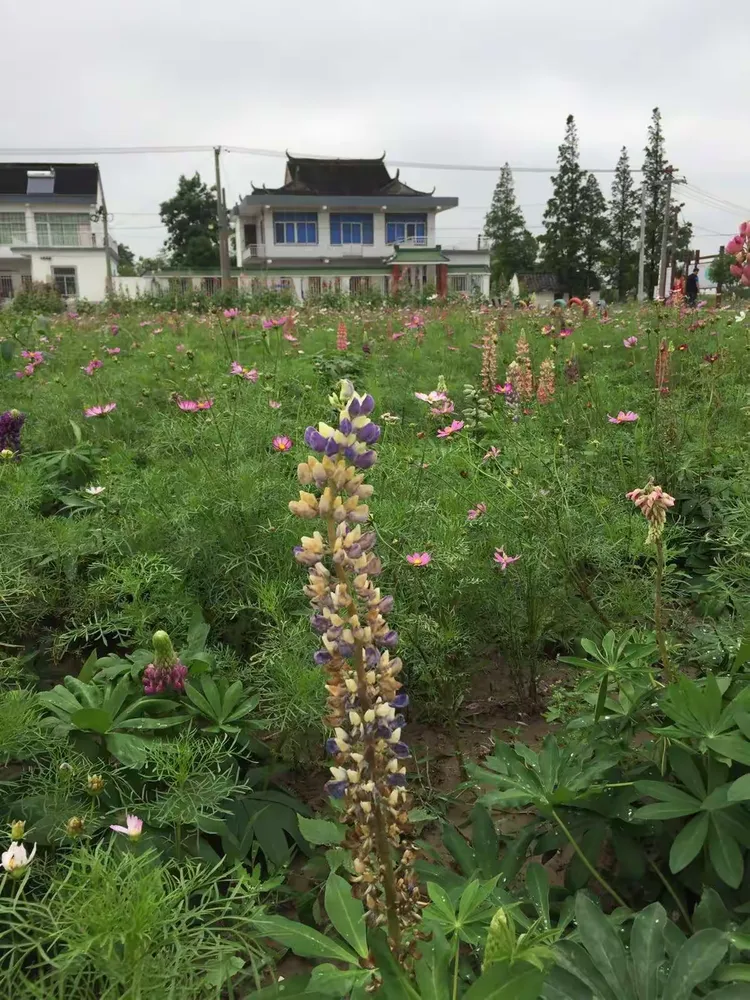 幸运花海吴家湾