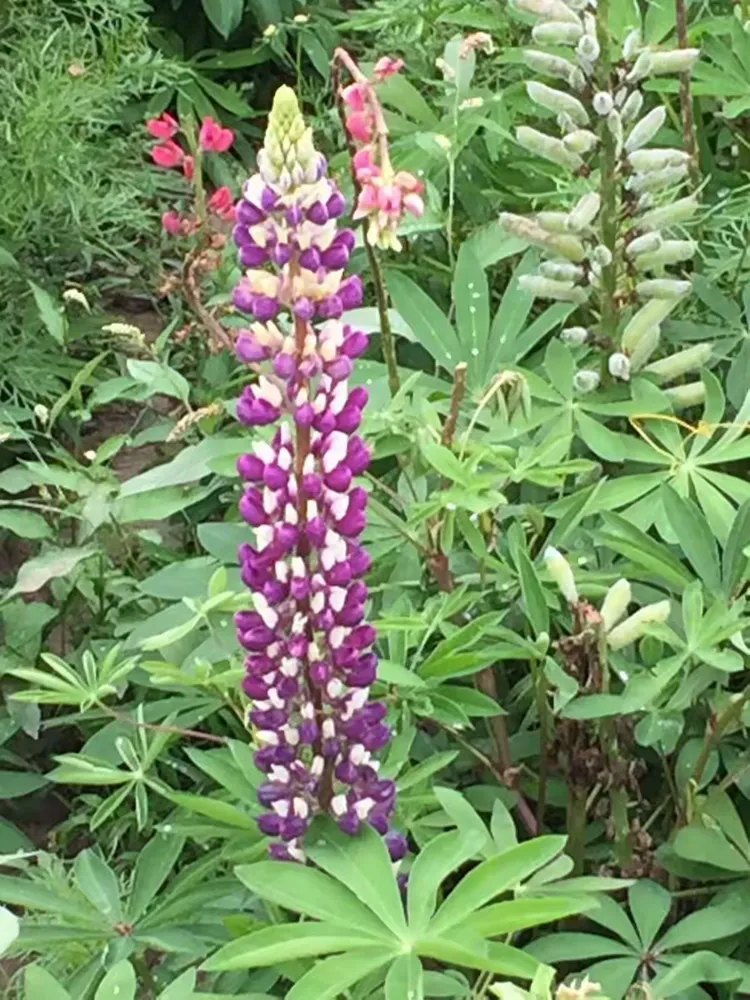 幸运花海吴家湾