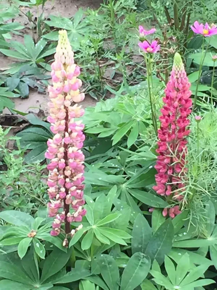 幸运花海吴家湾