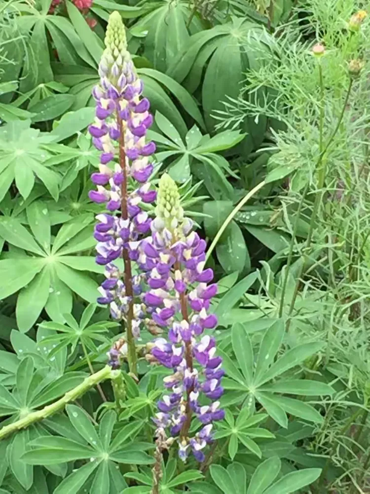 幸运花海吴家湾