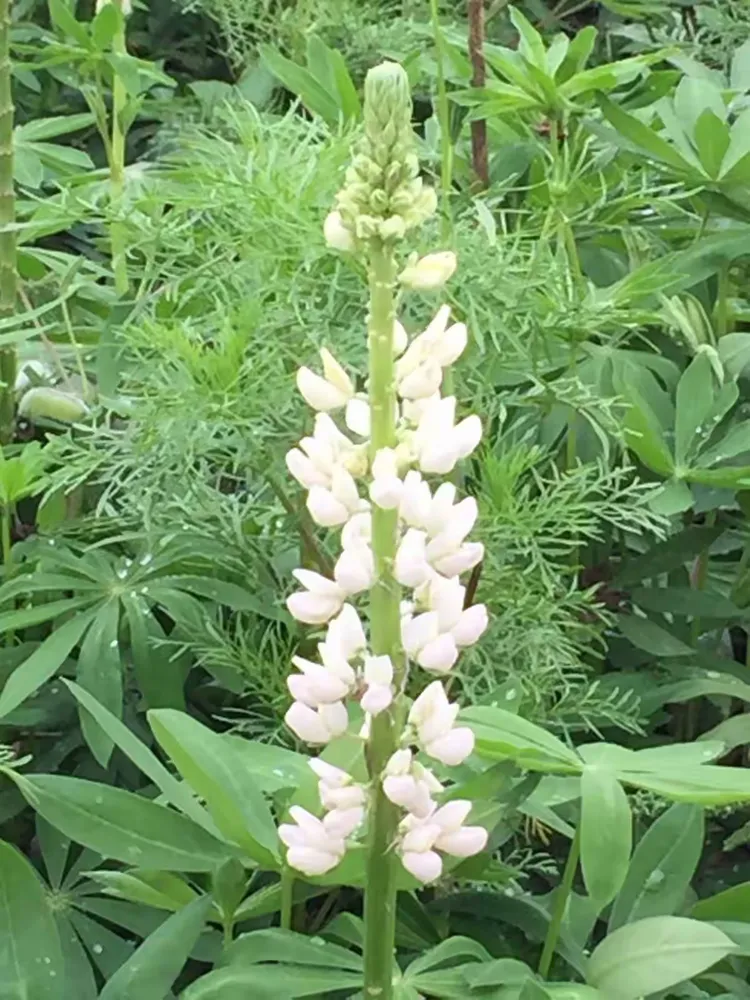 幸运花海吴家湾