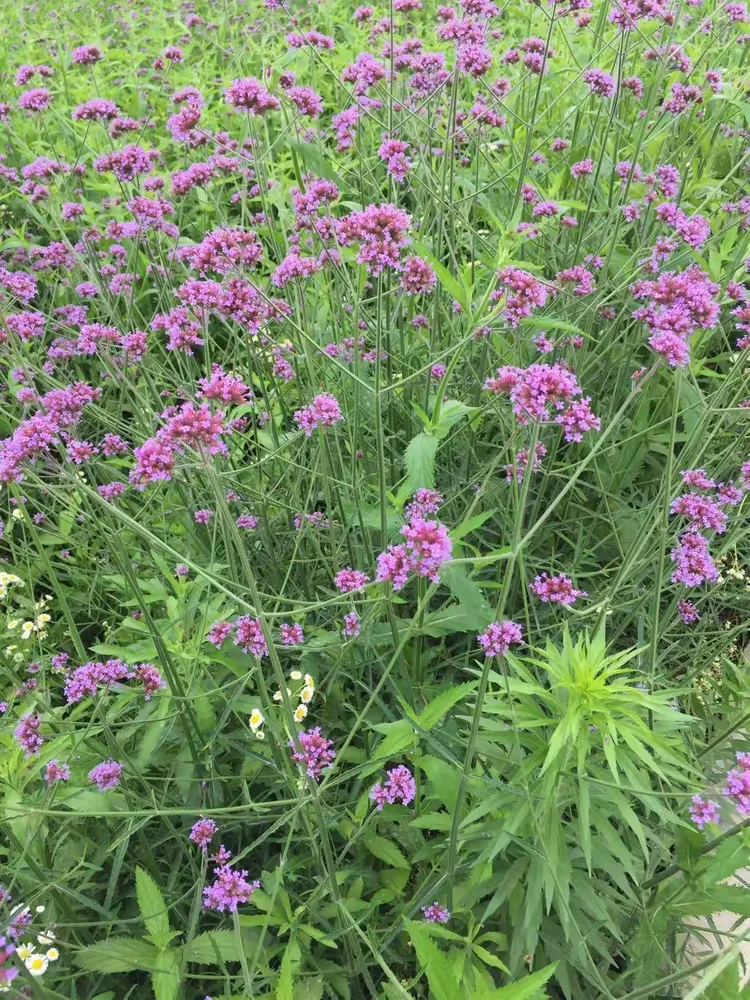 幸运花海吴家湾