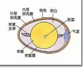 马厂中心小学幼儿园中四班课程小故事《蛋宝宝》—我与蛋宝宝的那些事……