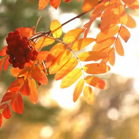 秋意浓，果实丰———石塘湾中心小学一3班种菜记