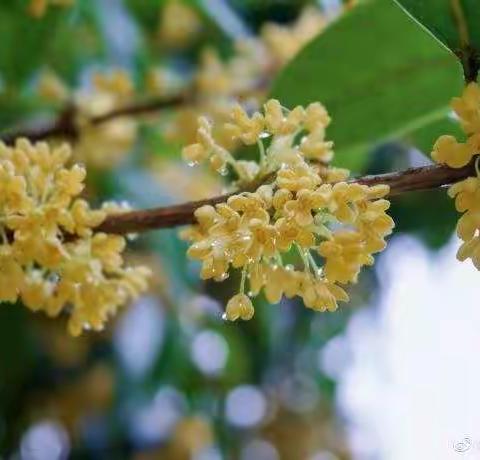 桂花香满园，孩童赏味来——桂花课程