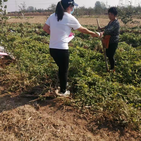 通许县农业农村局技术人员深入田间服务基层作小麦规范化种植技术指导