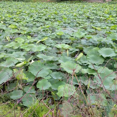 那束欢乐的光，属于人间的生灵……