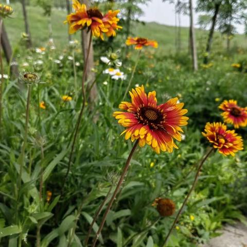 快乐“五一”一群姐妹去护城堤拍抖音嗨起来！