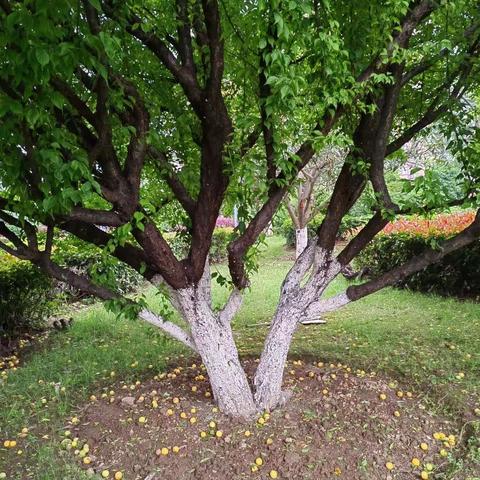 今天小满，有风、有雨、有雷鸣。那风是我的翅膀、那雨是我的心语，那雷是我对亲的祝福！！！