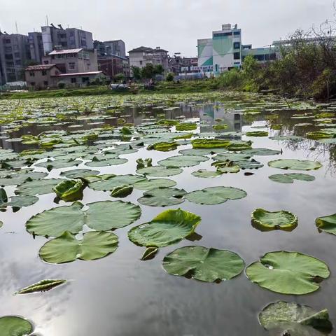 雨后的清晨早被鸟儿们唤醒，旷野空气新鲜，茂盛的草尖上分不清哪是雨珠、哪是露珠。来到一池塘看到初露尖尖角…