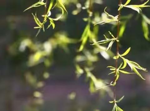 清明节 绘本有话说