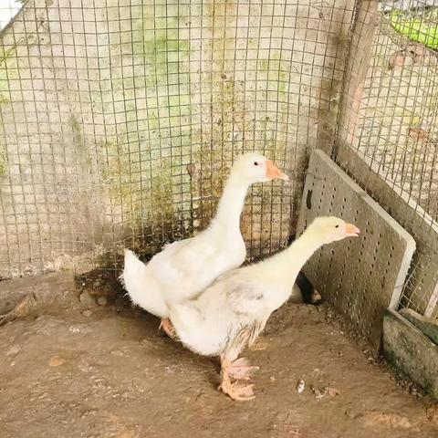 哇塞，是小鹅呀！