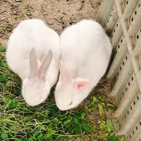 兔子领养记