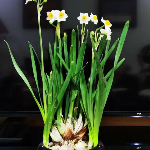 又到春暖花开时