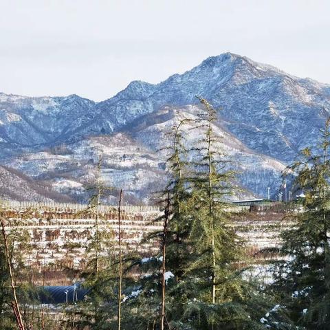 雪后红梅俏争春
