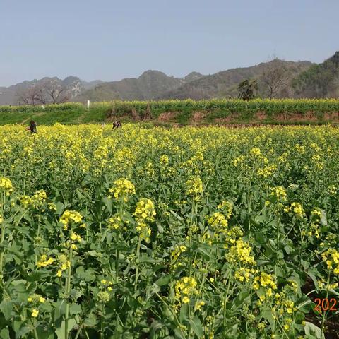 悠悠南山下  油菜花烂漫——长安东石村五彩油菜花海剪影