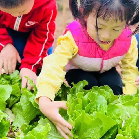 广州市番禺区金沙湾幼儿园“亲近自然，快乐采摘”🍀