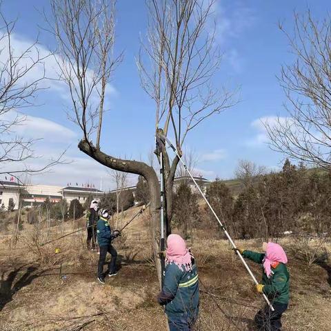 城区园林绿化树木修剪工作全面展开