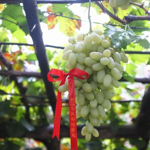 【我为家乡点赞】吃正宗的宣化牛奶葡萄，请到莲花葡萄小镇