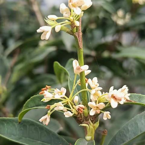 冬日里的花香和硕果