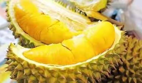 泰国顶级榴莲树熟果到你家，货到付款，省内运费仅需6元。（大连站）