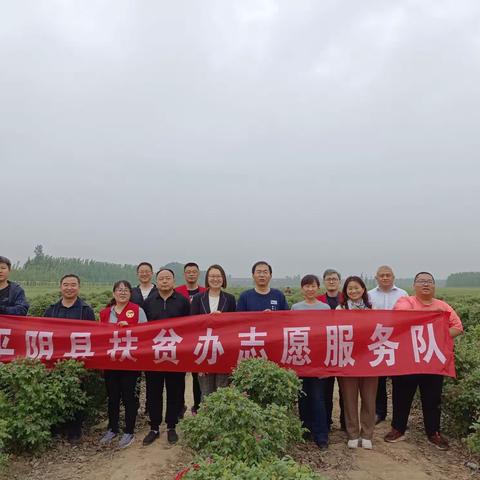 县扶贫办开展我为群众办实事活动——组织干部义务为贫困户采摘玫瑰花