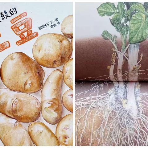 你好，土豆🥔——系列活动（一）