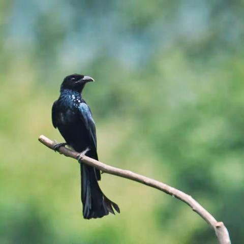 广水拍鸟记（后续下篇）