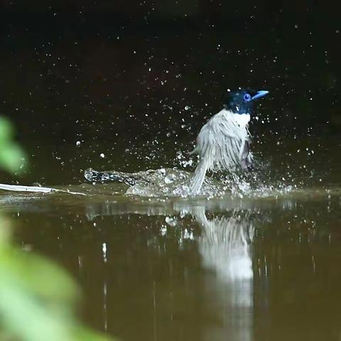 寿带鸟～林间仙子