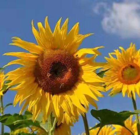 以梦为马，不负韶华—六（2）班毕业总结