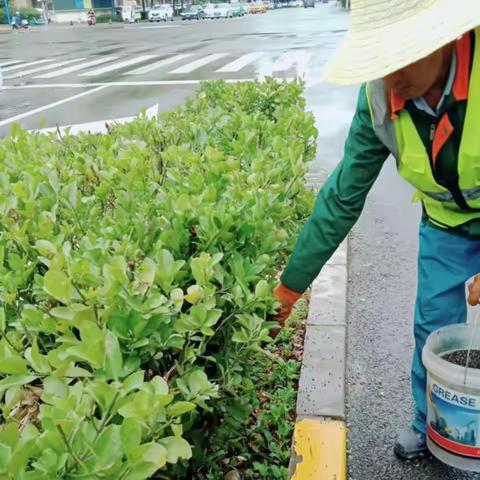 抢抓雨天好时机  施肥助力苗木生长