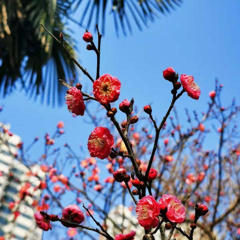 春暖花开日，少年奋进时——兴华双语学校升旗仪式