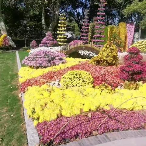 森林公园菊花展会