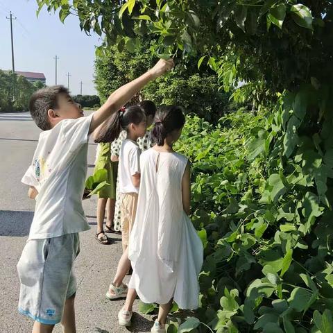 中洲之夏—植物篇（中洲乡中心学校美在田野公益项目实践）