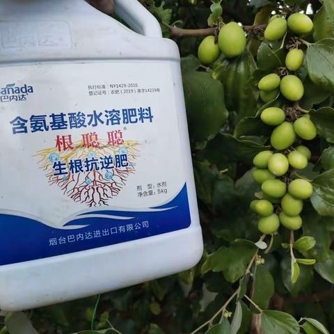 青枣合理使用生根剂绝招