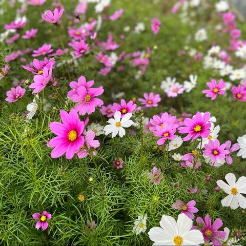 【我与小花共成长】——八年级劳动体验活动
